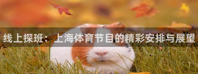 线上探班：上海体育节目的精彩安排与展望