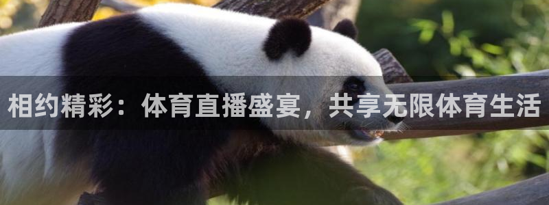 相约精彩：体育直播盛宴，共享无限体育生活